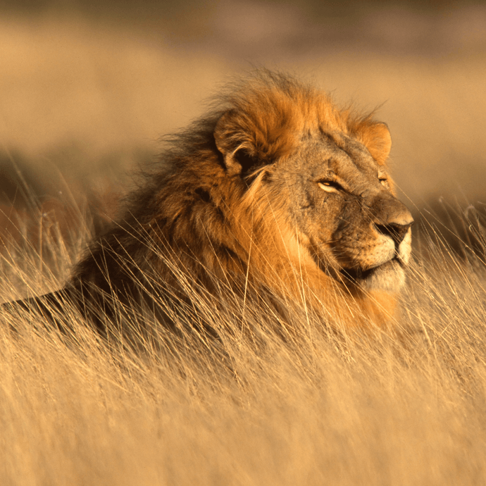 Help protect the last 20,000 African lions left in the wild