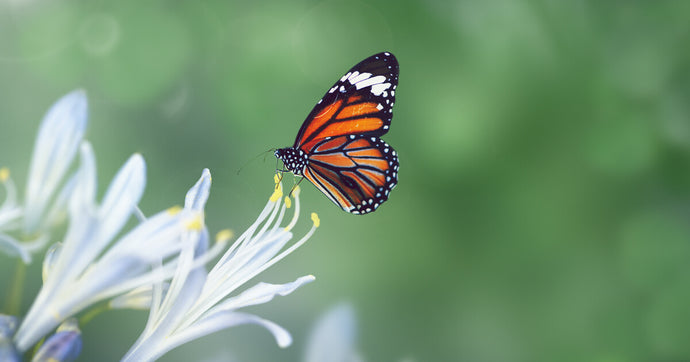 American Wildlife at Increased Risk of Extinction