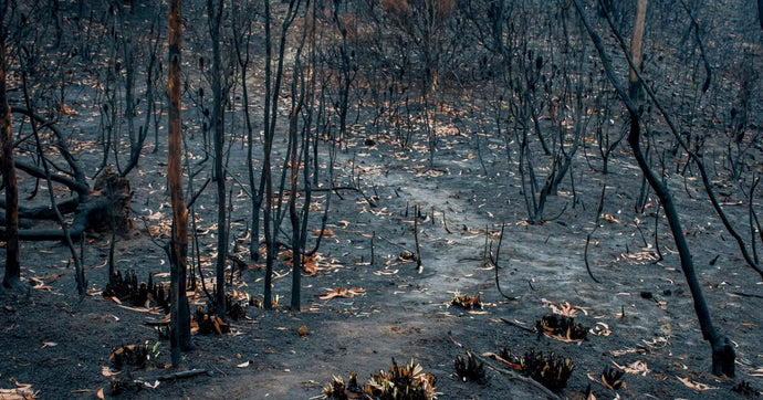 Australia, 37 million acres of habitat lost in the fires.