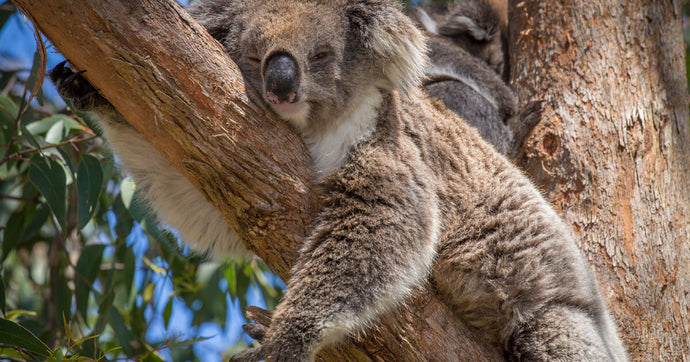 Why do koalas hug trees?? 🤔