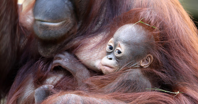 An orangutan mother found shot after fire destroys her home