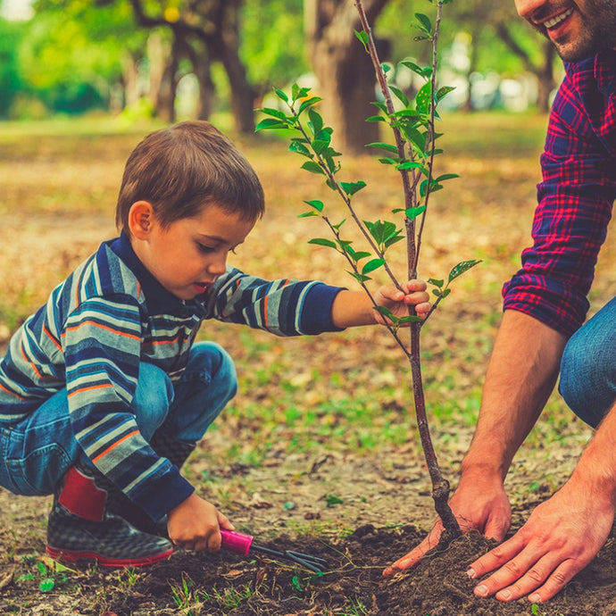 How to plant a tree in a few easy steps!