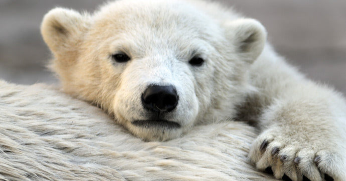 5 Incredible Polar Bear Facts